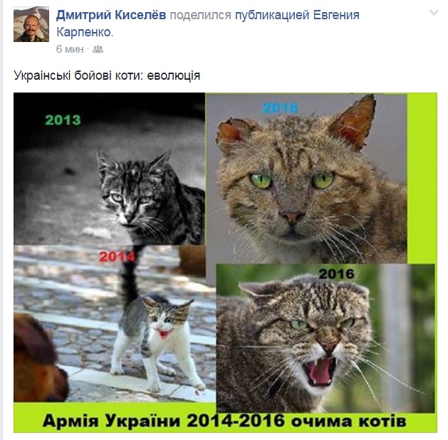 Як еволюціонували українські військові коти (ФОТОЖАБА) - фото 1