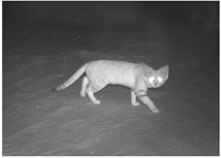 Вчені вперше за 10 років побачили рідкісного арабського піщаного кота - фото 1