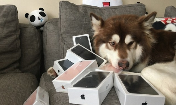 Китайський бізнесмен подарував своєму собаці вісім iPhone 7 - фото 1