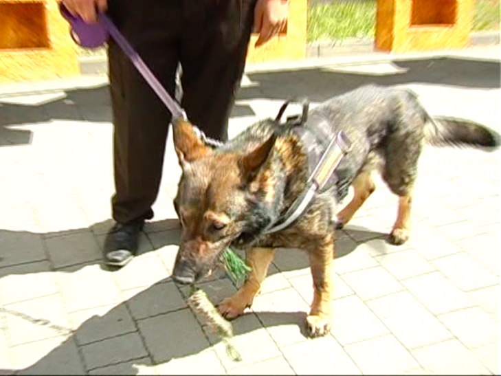 Найіменитіша службова собака "працює" у Хмельницькому - фото 1