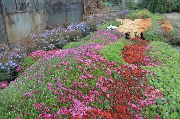 Жовтневе похолодання зіпсувало “бал хризантем” у запорізькому ботанічному саду - фото 1