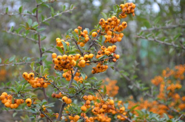 Жовтневе похолодання зіпсувало “бал хризантем” у запорізькому ботанічному саду - фото 4