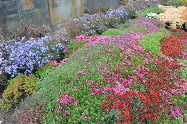 Жовтневе похолодання зіпсувало “бал хризантем” у запорізькому ботанічному саду - фото 3