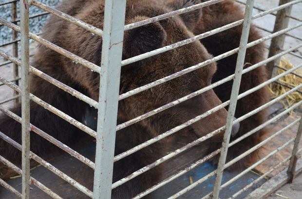 Бурий ведмідь Балу сьогодні, 24 лютого, відправився з Запоріжжя на Закарпаття – в центр реабілітації ведмедів “Синевір"   - фото 13