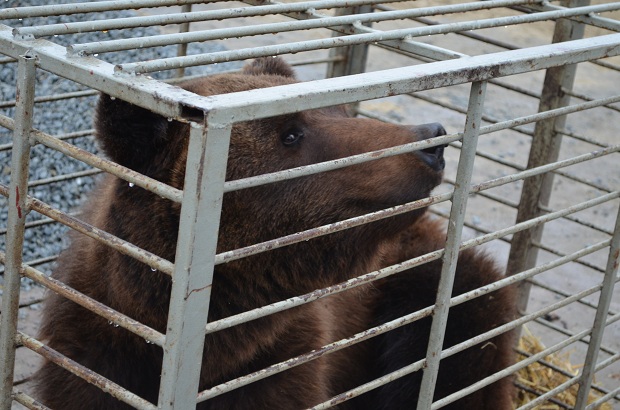 Бурий ведмідь Балу сьогодні, 24 лютого, відправився з Запоріжжя на Закарпаття – в центр реабілітації ведмедів “Синевір"   - фото 12