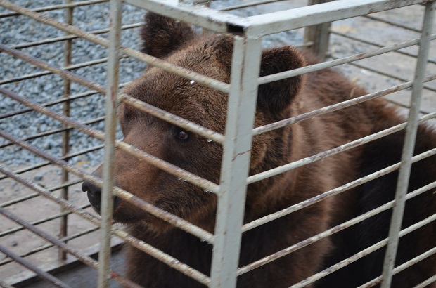Бурий ведмідь Балу сьогодні, 24 лютого, відправився з Запоріжжя на Закарпаття – в центр реабілітації ведмедів “Синевір"   - фото 10