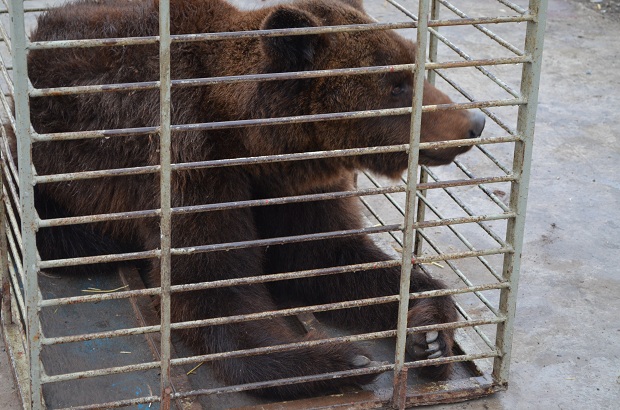 Бурий ведмідь Балу сьогодні, 24 лютого, відправився з Запоріжжя на Закарпаття – в центр реабілітації ведмедів “Синевір"   - фото 9