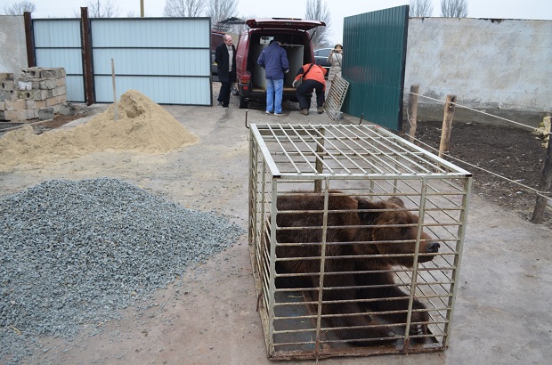 Бурий ведмідь Балу сьогодні, 24 лютого, відправився з Запоріжжя на Закарпаття – в центр реабілітації ведмедів “Синевір"   - фото 8