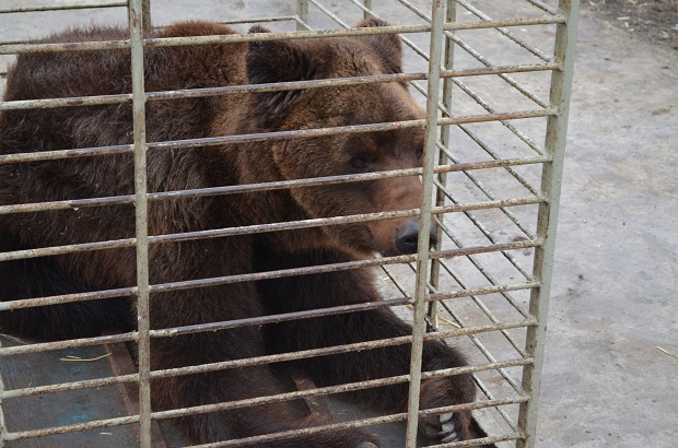 Бурий ведмідь Балу сьогодні, 24 лютого, відправився з Запоріжжя на Закарпаття – в центр реабілітації ведмедів “Синевір"   - фото 7
