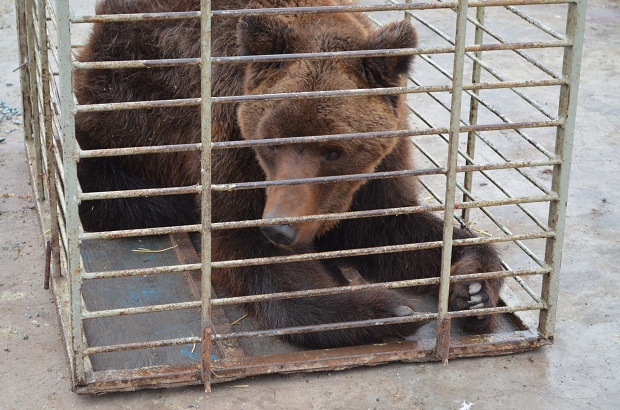 Бурий ведмідь Балу сьогодні, 24 лютого, відправився з Запоріжжя на Закарпаття – в центр реабілітації ведмедів “Синевір"   - фото 6