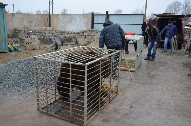 Бурий ведмідь Балу сьогодні, 24 лютого, відправився з Запоріжжя на Закарпаття – в центр реабілітації ведмедів “Синевір"   - фото 17