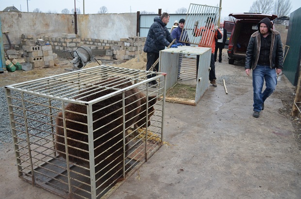 Бурий ведмідь Балу сьогодні, 24 лютого, відправився з Запоріжжя на Закарпаття – в центр реабілітації ведмедів “Синевір"   - фото 18
