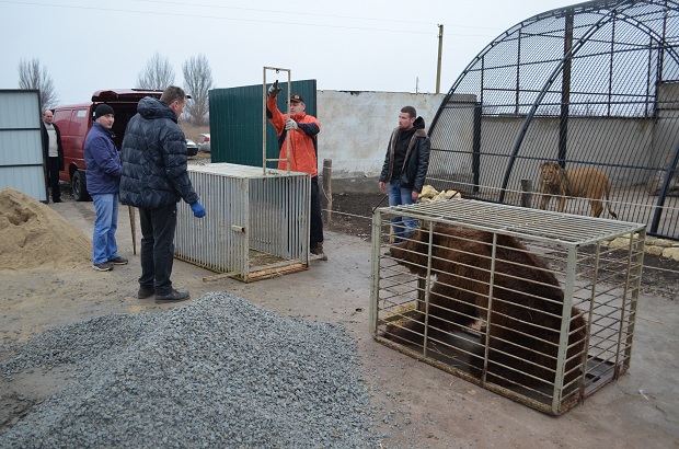 Бурий ведмідь Балу сьогодні, 24 лютого, відправився з Запоріжжя на Закарпаття – в центр реабілітації ведмедів “Синевір"   - фото 19
