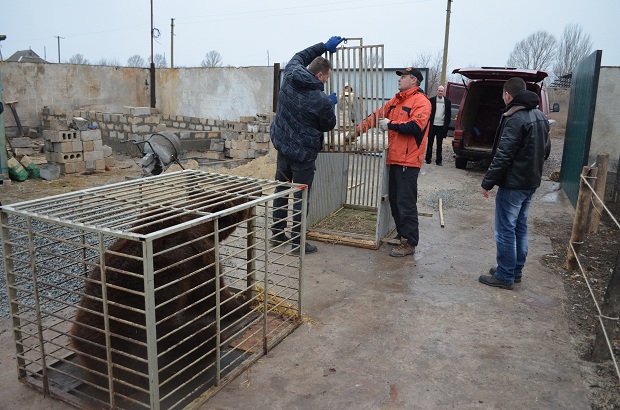 Бурий ведмідь Балу сьогодні, 24 лютого, відправився з Запоріжжя на Закарпаття – в центр реабілітації ведмедів “Синевір"   - фото 20