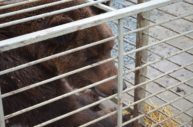 Бурий ведмідь Балу сьогодні, 24 лютого, відправився з Запоріжжя на Закарпаття – в центр реабілітації ведмедів “Синевір"   - фото 21