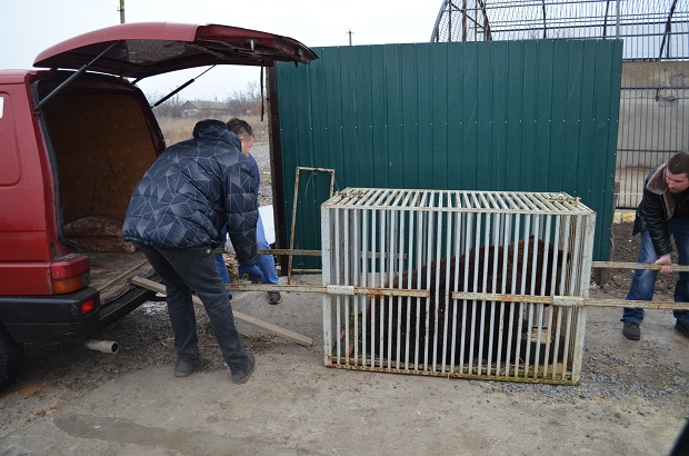 Бурий ведмідь Балу сьогодні, 24 лютого, відправився з Запоріжжя на Закарпаття – в центр реабілітації ведмедів “Синевір"   - фото 26