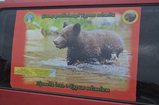 Бурий ведмідь Балу сьогодні, 24 лютого, відправився з Запоріжжя на Закарпаття – в центр реабілітації ведмедів “Синевір"   - фото 30