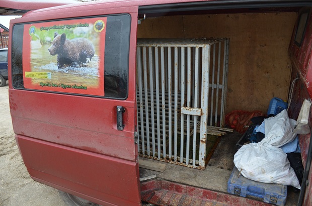 Бурий ведмідь Балу сьогодні, 24 лютого, відправився з Запоріжжя на Закарпаття – в центр реабілітації ведмедів “Синевір"   - фото 29