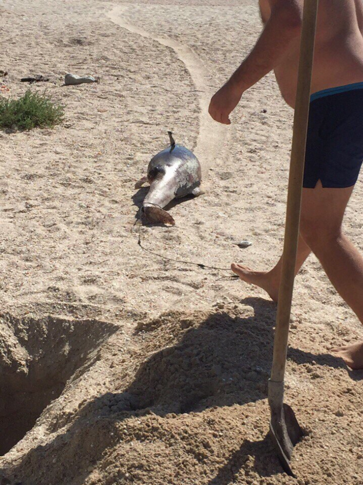 На запорізькому курорті на берег викинуло червонокнижного дельфіна  - фото 1