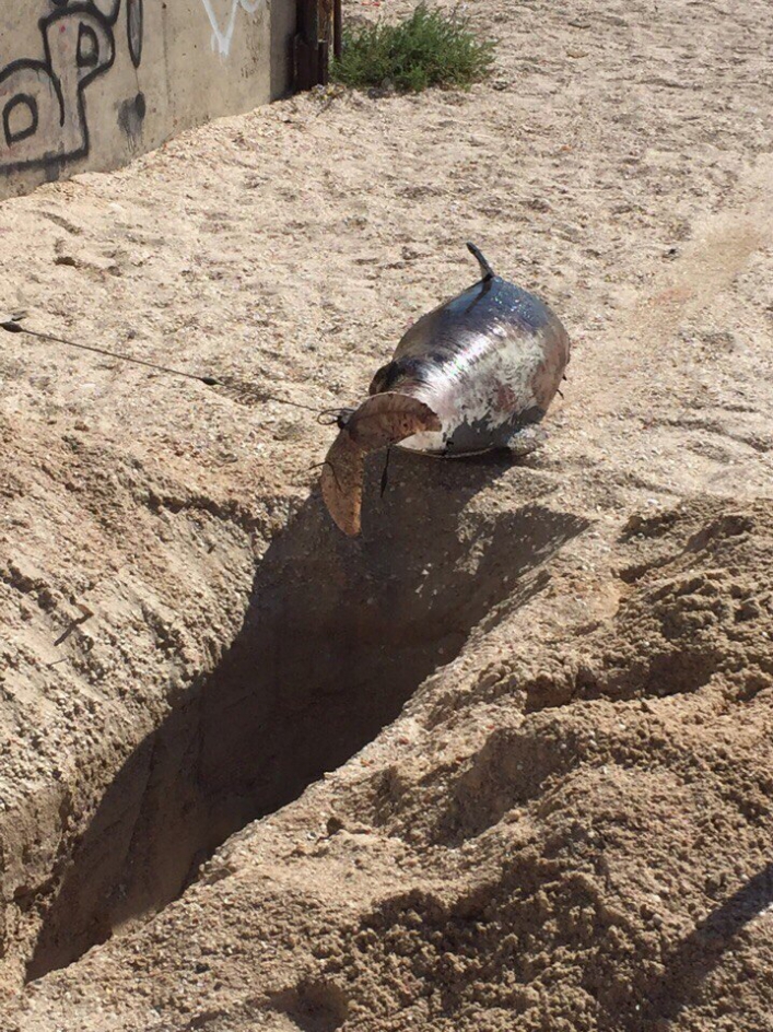 На запорізькому курорті на берег викинуло червонокнижного дельфіна  - фото 2