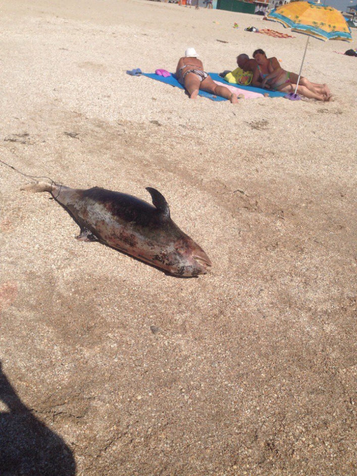 На запорізькому курорті на берег викинуло червонокнижного дельфіна  - фото 3