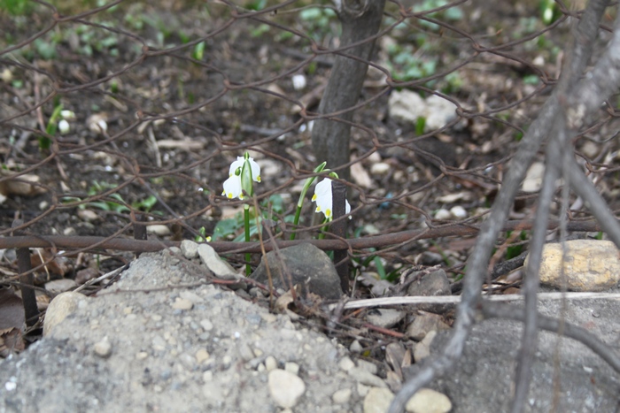 У Львові серед зими заквітли квіти - фото 2