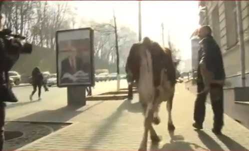 Ляшко влаштував коров`яче шоу під Кабміном - фото 3