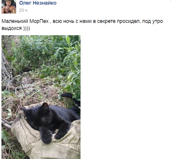 За що в АТО треба поставити пам'ятник котам і... гусям - фото 3 За що в АТО треба поставити пам'ятник котам і... гусям - фото 3