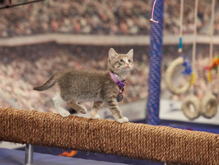 Американці зробили спортивне шоу для кошенят Kitten Bowl - фото 1