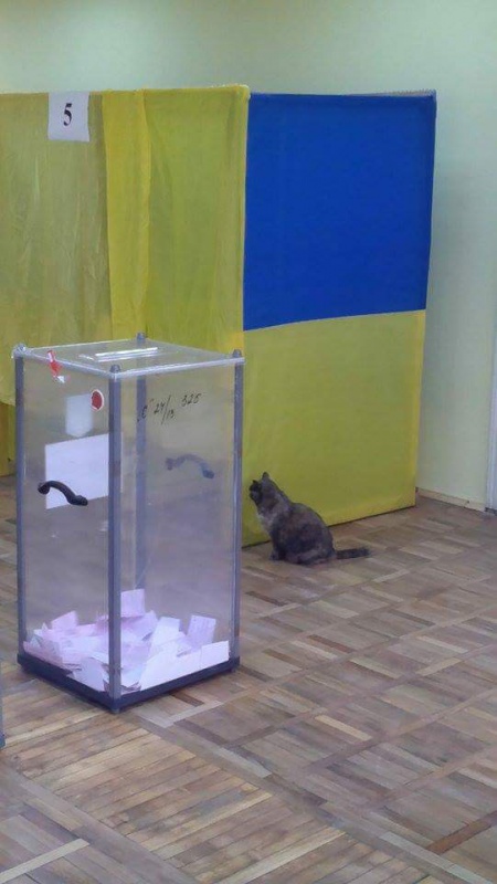 У Чернівцях на виборчій дільниці "працює" кіт-"спостерігач" - фото 1
