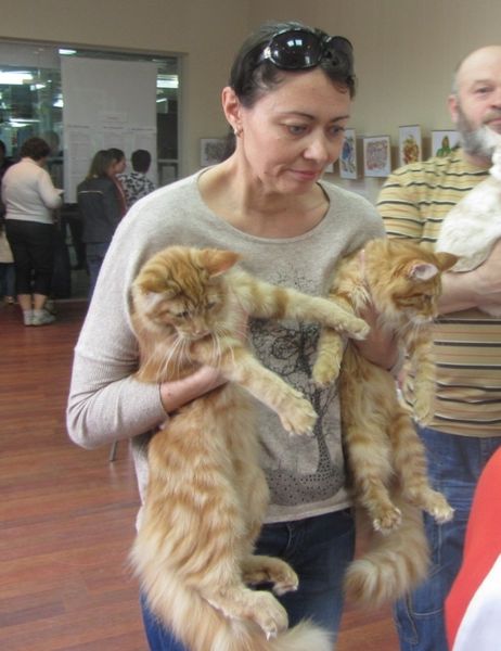 У Вінниці триває міжнародна виставка котів  - фото 4