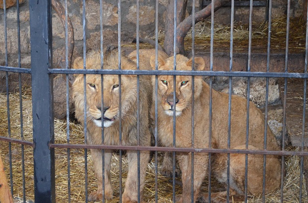 У приватному зоопарку, розташованому в місті Василівка Запорізької області, показали левенят, які народилися два з половиною тижня тому - фото 2
