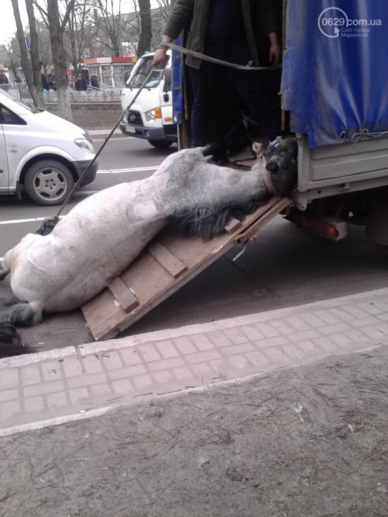 У центрі Маріуполя помер кінь, який віз молодят (ФОТО) - фото 5