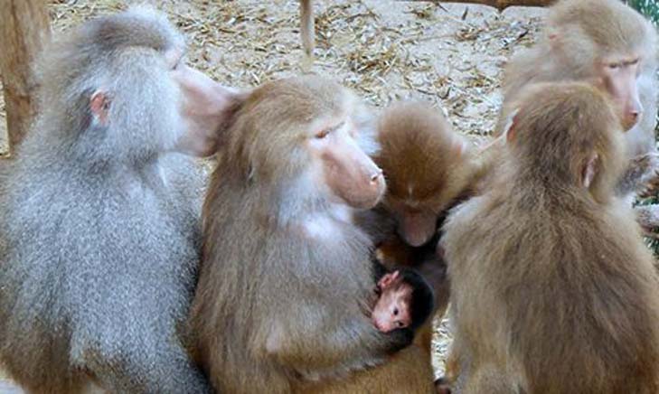 В зоопарку Бердянська у родини павіанів народився малюк   - фото 2