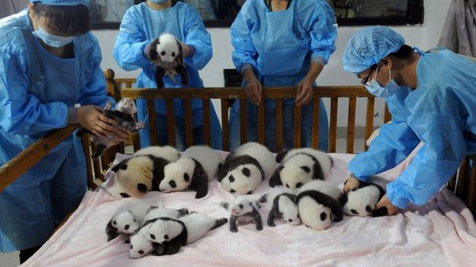 Як виглядає дитсадок для панд у Китаї (ФОТО) - фото 2