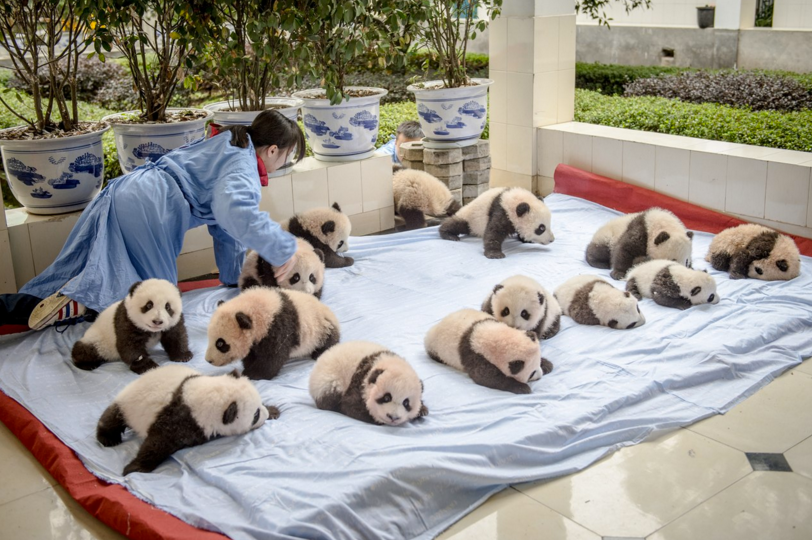 Як виглядає дитсадок для панд у Китаї (ФОТО) - фото 3