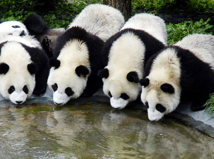 Як виглядає дитсадок для панд у Китаї (ФОТО) - фото 5