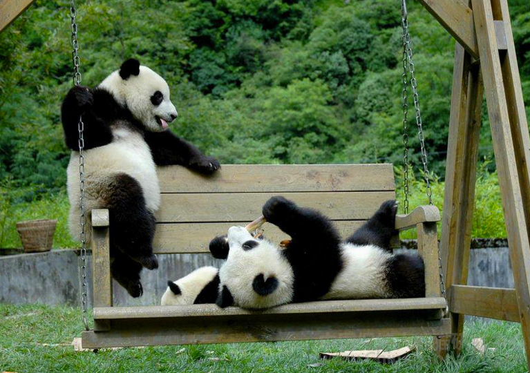 Як виглядає дитсадок для панд у Китаї (ФОТО) - фото 6