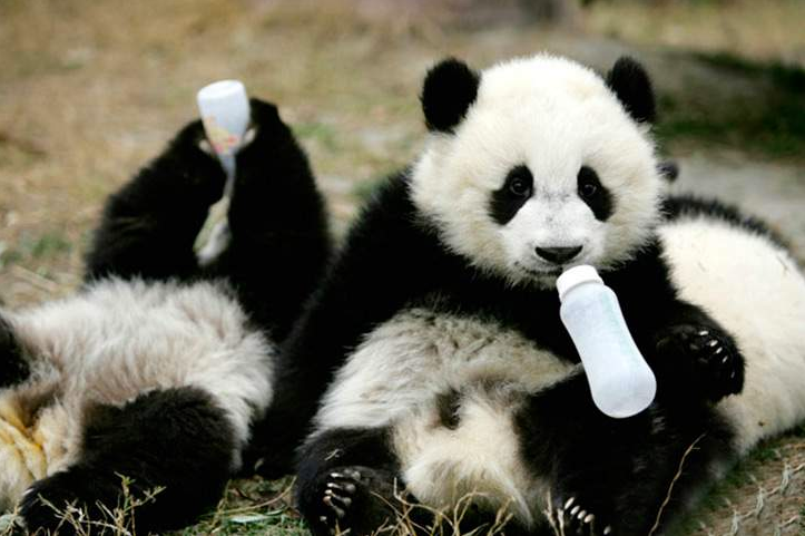 Як виглядає дитсадок для панд у Китаї (ФОТО) - фото 7