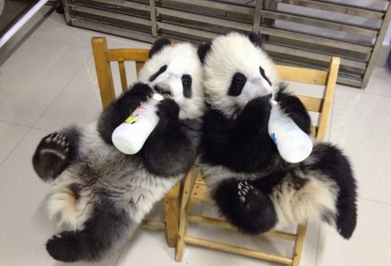 Як виглядає дитсадок для панд у Китаї (ФОТО) - фото 8