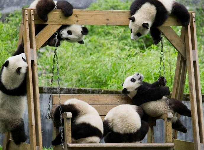 Як виглядає дитсадок для панд у Китаї (ФОТО) - фото 9