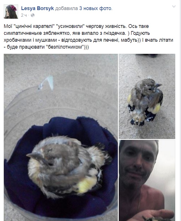 За що в АТО треба поставити пам'ятник котам і... гусям - фото 5 За що в АТО треба поставити пам'ятник котам і... гусям - фото 5