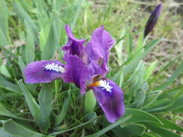 Грецький лікар Гіппократ назвав ці квіти Iris, що у перекладі з грецької мови означає “веселка” - фото 4