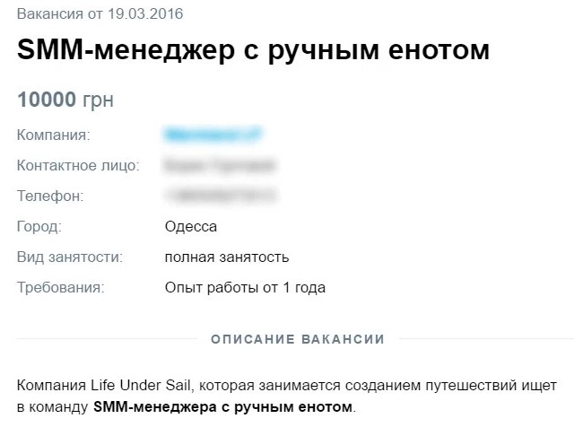 Вакансія для єнота: в Одесі розшукують SMM-менеджера з вихованцем  - фото 1