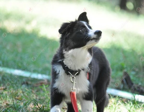 У Дніпрі провели виставку врятованих з АТО собак - фото 7