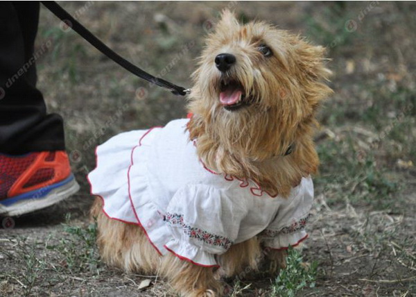 У Дніпрі провели виставку врятованих з АТО собак - фото 6