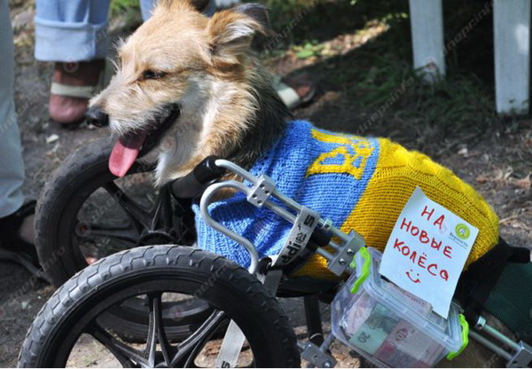 У Дніпрі провели виставку врятованих з АТО собак - фото 5