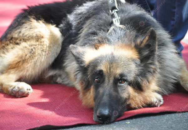 У Дніпрі провели виставку врятованих з АТО собак - фото 2