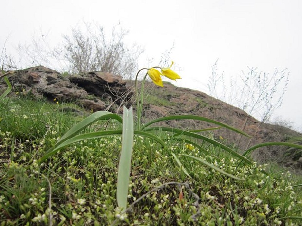Приголомшлива острівна весна: Хортиця вкрилася сон-травою й дикими тюльпанами - фото 4