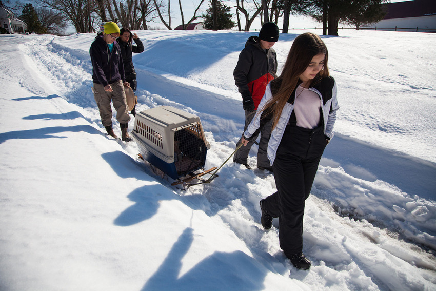 Як американці врятували життя поросяті, якого замело снігом  - фото 4